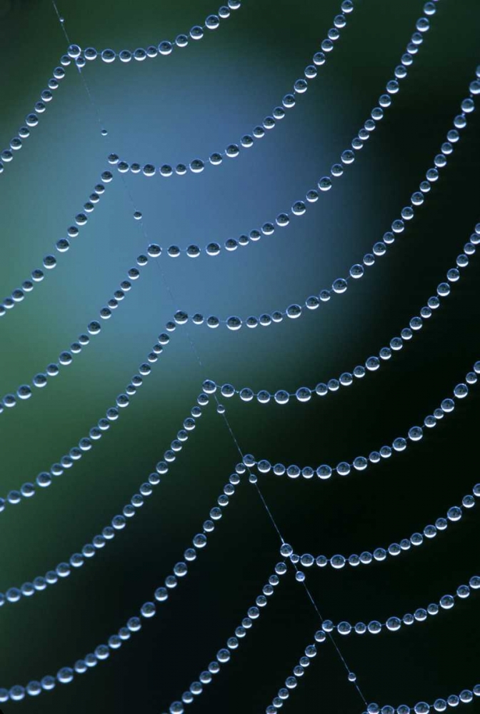 Michigan Diagonal web strand with dewy drapes